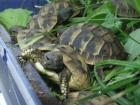 Griechische Landschildkröten NZ 2022