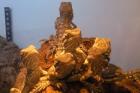 Junge Zwergbartagamen Pogona henrylawsoni