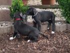 Deutsche Dogge Welpen schwarz mit Papiere abzugeben