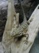 Zwergbartagame Pogona henrylawsoni 2. 0. 0
