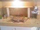 Bartagame ca 2Jahre mit Terrarium abzugeben
