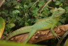 Abzugeben Stirnlappenbasilik Basiliscus plumifrons NZ 2022