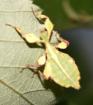 Phyllium siccifolium Weibchen im Tausch gegen Männchen