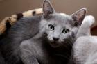 2 russisch blau Kitten abzugeben