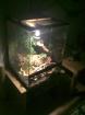 Kettenattern Terrarium zu Verkaufen