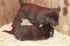 Labrador Welpen