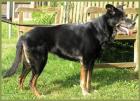 Libenswerte Schäferhund-Mix Hündin