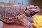 Bartagame Blood-Jungtiere abzugeben