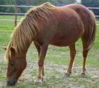 Verkaufe 9 jährige Pony-Stute Niagara
