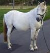 Verkaufe 11 jährigen Pony-Wallach Robin