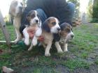 Quirlige Beaglewelpen in liebevolle Hände abzugeben