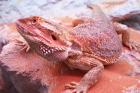 Bartagame Red-Jungtiere abzugeben