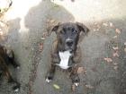 Dogo Canario Welpen Spanische Doggen