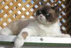 Lieber kastrierter Kater abzugeben