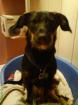 Chihuahua-Dackel-Mix 7 Monate in liebevolle Hände