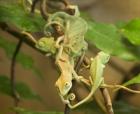 Jemen Chameleon Calyptratus