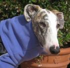 Schöne warme Winterjacken für Galgos