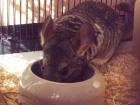 2 Süsse Chinchillas Mega großen Käfig Viel zubehör DRINGENT