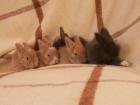 Löwenköpfchen-Teddyzwerg Kaninchenbabies m u w abzugeben MIT BLAUEN AUGEN