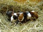 Super süße und zahme Meerschweinchen