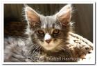 Cadebos Maine Coon Cats hat Kitten