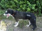 Großer schwarzer Hütehund m. weißen Flecken gesucht
