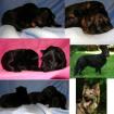 Altdeutsche Schäferhundwelpen schwarz scharz-braun und grau