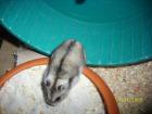 Supersüße Hamster in gute Hände abzugeben