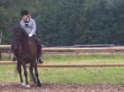 Suche Reitbeteiligung/Pflegepferd Stuttgart