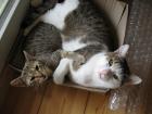 Wir Felix und Filou suchen liebevolles neues zu Hause