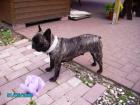 Französische Bulldoggen-Welpen Tel. 03845930965