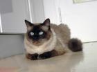 Ragdoll-Deckkater