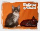 3 Maine Coon Katerchen suchen ab sofort ein liebes Zuhause.