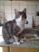 Kater entlaufen