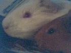 Schönes Zuhause für mehrere Tierchen gesucht.