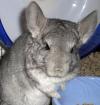 2 Jahre altes Chinchilla Weibchen abzugeben