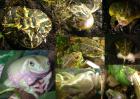 Schmuckhornfrosch Korallenfingerlaubfrösche afr. Grabfrosch