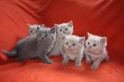Wunderschöne bärige BKH-Kitten aus seriöser Hobbyzucht