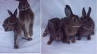 Zwergrexkaninchen in den Farben chinchilla havanna und mix