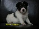 Parson Jack Russell Terrier Welpen m. P.