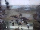 2 Schmuckschildkröten Aquarium Filter