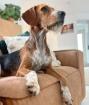 Sally sucht ein passendes Zuhause