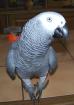 Partnervogel für Graupapageimännchen gesucht