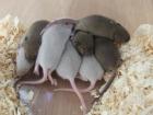Farbmäuse oder Futtermäuse aus kleiner Hobbyzucht abzugeben
