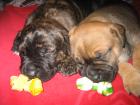 AMERICAN STAFFORDSHIRE TERRIER - ROTTWEILER/LABRADOR - MIX WELPEN