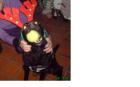 Hundesitter gesucht für ca. 10 Tage um Silvester 2022/2009 in München