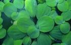 Muschelblume Algenkiller 1 Portion 10 Stück Muschelblume Preis EUR 2 50