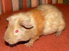 Meerschweinchen GH-Teddy-Mixe