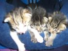 Junge Katzenbabys in liebevolle Hände u vergeben