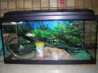 Aquarium 54l mit Zubehör